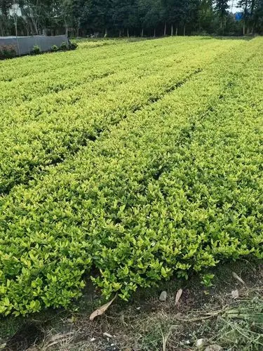 通用网球拍护线管怎么安装